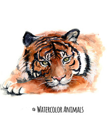 Cute watercolor tiger on the white background