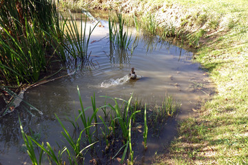 Water inflow through the pipe into the pond