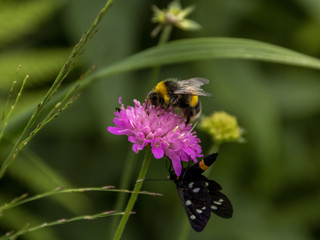 impolinanzione di coppia