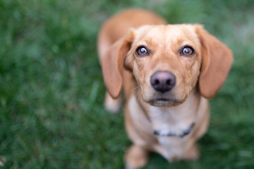 portrait of a dachshund dog