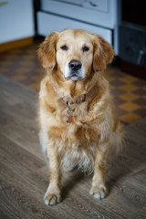 portrait of golden retriever dog