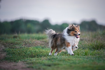 dog running on the field