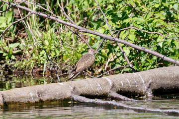 Common sandpiper actitis hypoleucos standing on fallen tree. Cute little brown shorebird in wildlife.