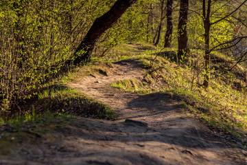 Beautiful winding forest path lit by the sun