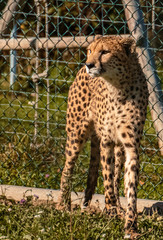 Beautiful cheetah looking sideways in front of a fence