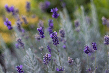 Obraz premium Lavender flower close up soft focus