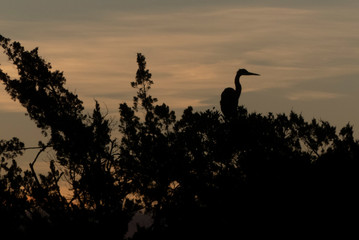 Fototapeta na wymiar Great Blue Heron at Dawn, Oak Island, NC