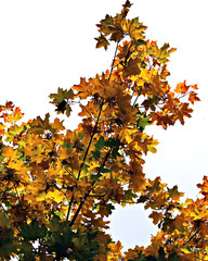 autumn leaves on blue sky background