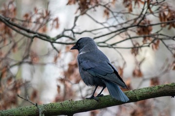 A beautiful black crow sits on a branch without leaves in late autumn.