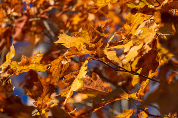 Autumn oak leaves change color against a brilliant blue November sky