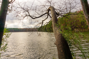 A tree points across a lake in late autumn.