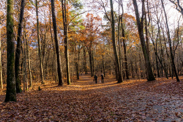 Fototapeta premium A summer walk on a trail around a lake.