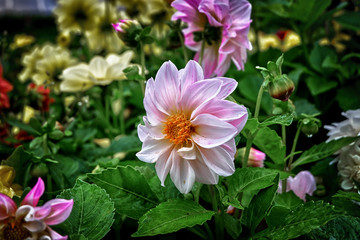 pink flower in the garden