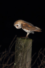Adult Barn owl on a hawthorn fence at night, nocturnal raptors, owls, birds