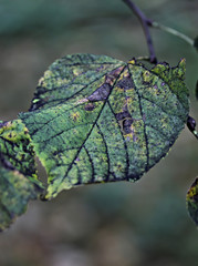 leaf with drops of water