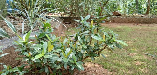 plants in the garden