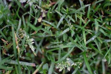 Green grass in rainy september day