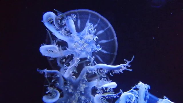 Cassiopea or upside-down jellyfish is a genus of true jellyfish and the members of the family Cassiopeidae. They are found in warmer coastal regions around the world
