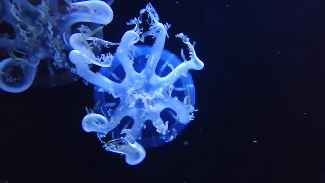 Cassiopea or upside-down jellyfish is a genus of true jellyfish and the members of the family Cassiopeidae. They are found in warmer coastal regions around the world