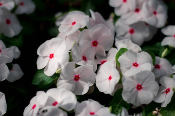 White flowers, pink spots.