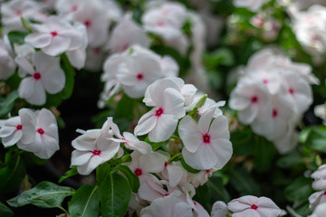 White flowers, pink spots.
