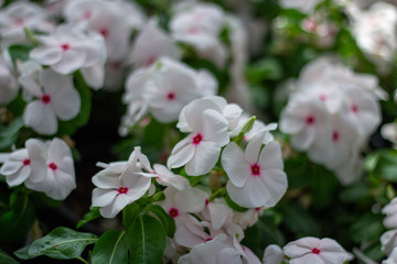 Fototapeta na wymiar White flowers, pink spots.