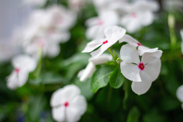 White flowers, pink spots.