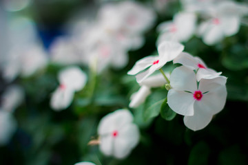 White flowers, pink spots.
