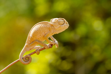 chameleon on a branch