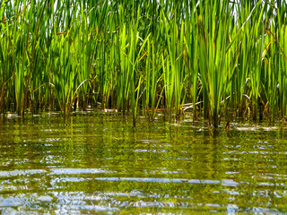 Close up of typha plant in lake water.