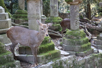 Nara Park in Nara Prefecture, Japan and the scenery of deer living in the park