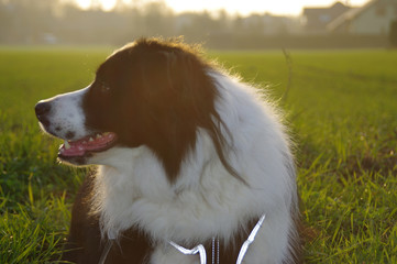 Dog on the field - Border Collie with the rays of the sun