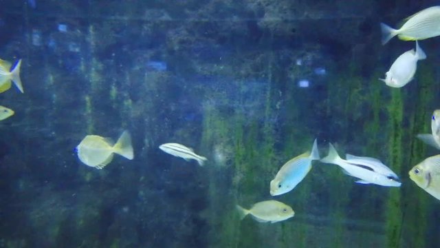 silver moony fishes swimming together in the water, a tropical fish pet, Monodactylus argentus is a species of fish in the family Monodactylidae