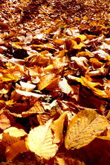 Fallen autumn leaves in the forest