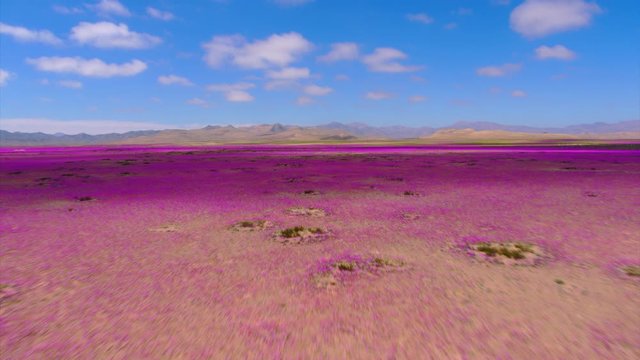 Aerial view of the flowery Atacama Desert during one of its biggest blooms in the last 20 years, dolly move forward