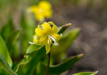yellow flower with drops in the garden
