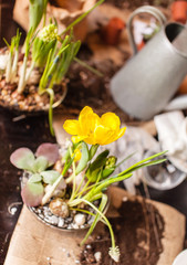 Gardener planting spring flower