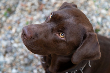 Anxious dog