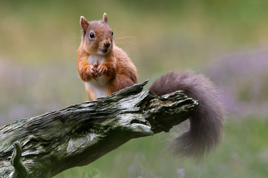Red Squirrel (Sciurus vulgaris) perched on fallen tree