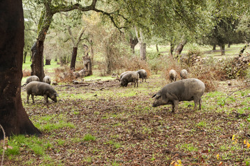 In the Andalusian pasture of cork oaks and holm oaks, Iberian pigs graze and eat acorns freely during the montanera months from November to February