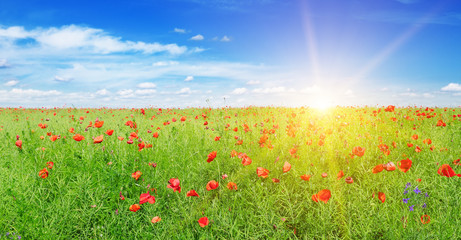 Beautiful field of red poppies in the sunset light.