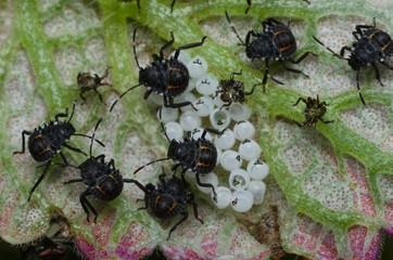 Some eggs and young insects of the Brown marmorated stink bug (Halyomorpha halys) on th lower side of a green leaf (Ita: cimice asiatica; Deu: Marmorierte Baumwanze; Fra: Punaise diabolique: Spa: Bern