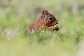 Naklejka na ściany i meble Red Squirrel (Sciurus vulgaris) eating a nut whilst sitting in heather, Scottish Highlands