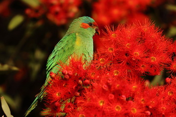 musk lorikeet
