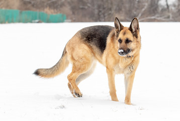 German Shepherd Standing in Snow