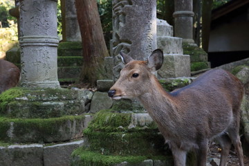Nara Park in Nara Prefecture, Japan and the scenery of deer living in the park