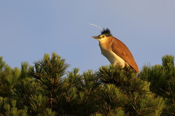 nankeen night heron