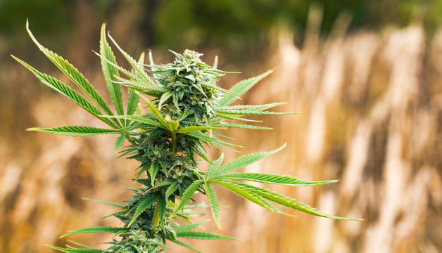 marijuana plant outdoor