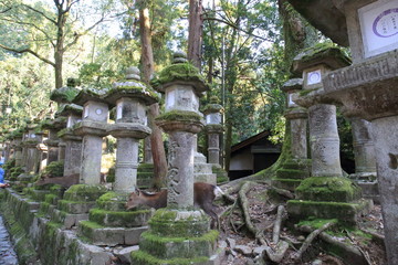 Nara Park in Nara Prefecture, Japan and the scenery of deer living in the park