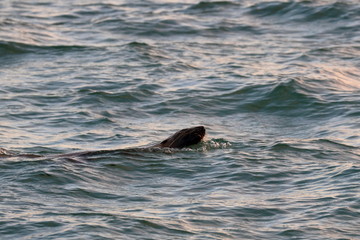 australian fur seal